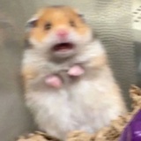 落大