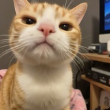 小狗漂流日记