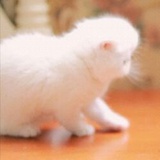 蔚萧