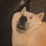 卜风人