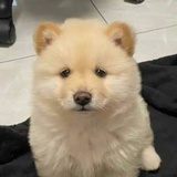 短歌行