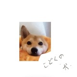 Yankee