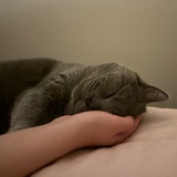 潦草小狗