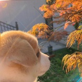 落日弥漫🌅
