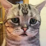 sadjgqlwa