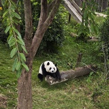 肌肉猛男郭敬明