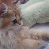 一颗金猪