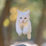 你的野猪行为