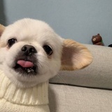 提莫西