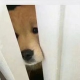 噼里啪啦