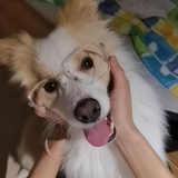 momo