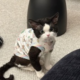 西西里岛土豆泥