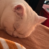 尔尔
