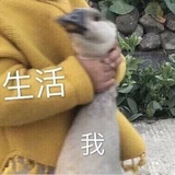 橙甜甜