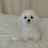绝望的钢丝球