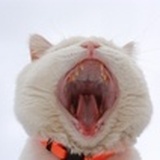 huahua