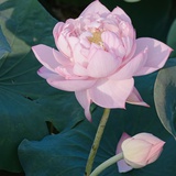 清风明月照今宵