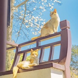 小溪