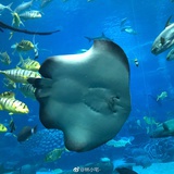 Infatseaweed