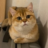 Mo