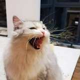 羽