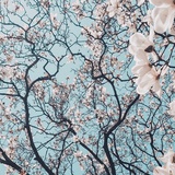 红鲤鱼绿鲤鱼