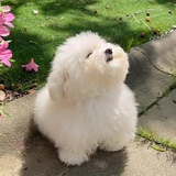 GIA
