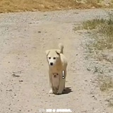 Madenico