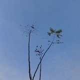 可爱壁虎1333