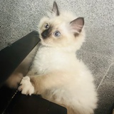 荡秋千的乔一思