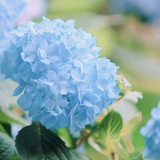 与花同在