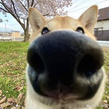 猫猫虫儿