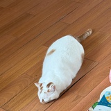 小蝈蝈