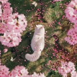 柚柚