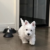 小狗有些犯困
