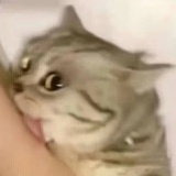 鲨士比亚