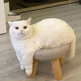 酒酿小丸
