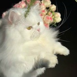 Ö椰
