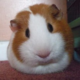 Kokomi