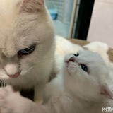 簌簌