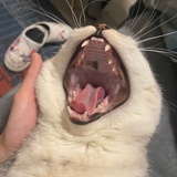 吃猫的鱼 🌞