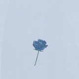 麦八月