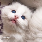 芒果要努力勇敢