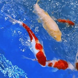 gwps
