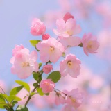 小橙CC
