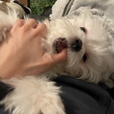 猪皮恶霸