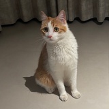 想来漫展遛狗