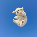 酉星