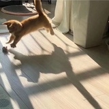 鱼