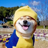 一只猫头鹰
